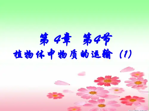 第4节植物体中物质的运输PPT课件(初中科学)