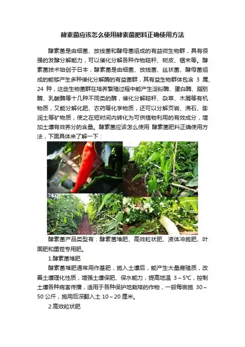 酵素菌应该怎么使用酵素菌肥料正确使用方法