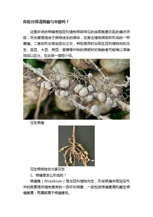 ?你能分得清根瘤与虫瘿吗？