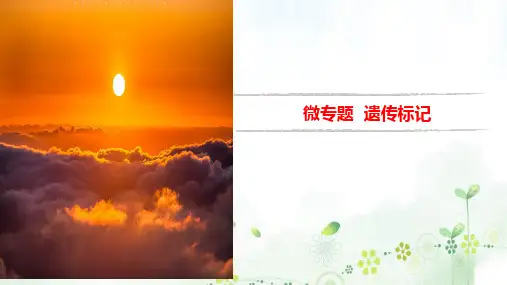 遗传标记-备战2023年高考生物二轮复习热点微专题课件