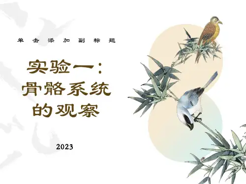 人体解剖生理学实验-实验一骨骼系统