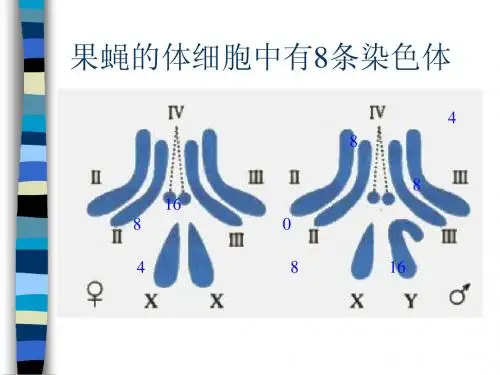 5.1b减数分裂和有性生殖细胞的形成