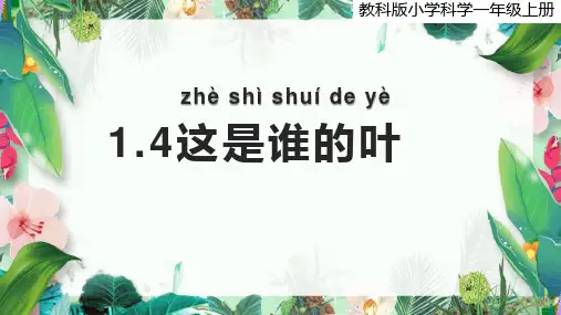 教科版科学一年级上册 这是谁的叶