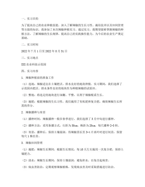 辣椒种植实习报告