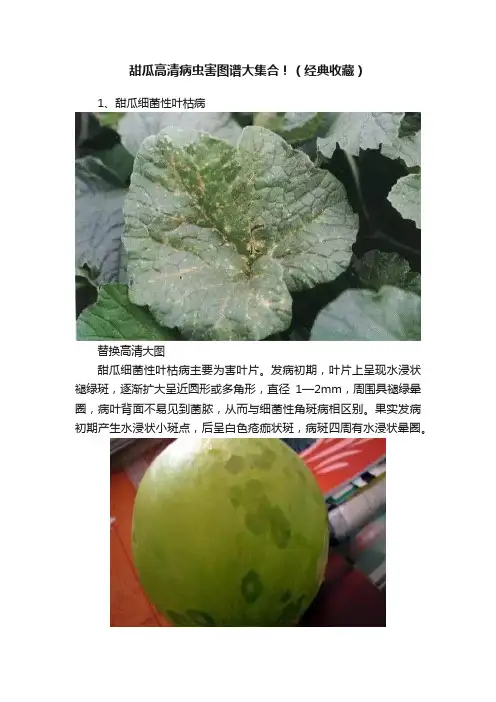 甜瓜高清病虫害图谱大集合！（经典收藏）
