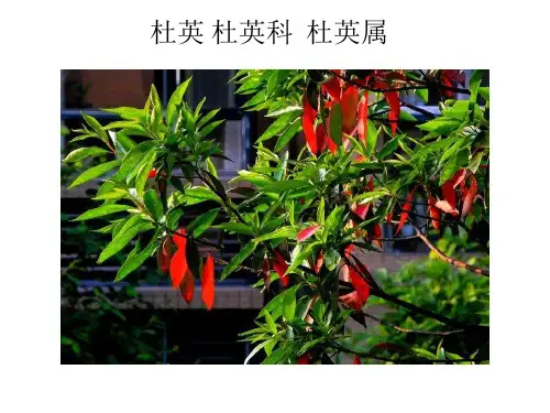 100种木本植物的科属识别
