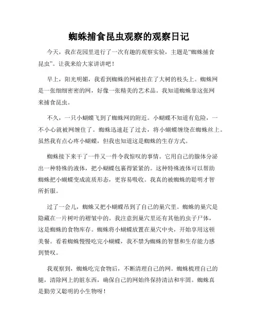 小学三年级作文蜘蛛捕食昆虫观察的观察日记