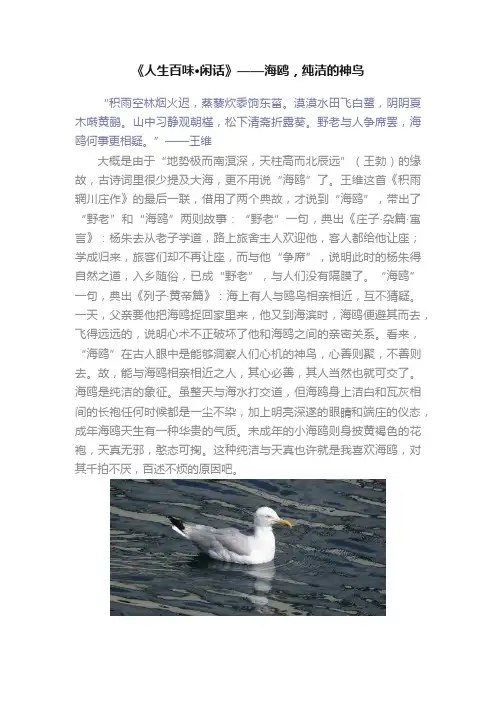 《人生百味?闲话》——海鸥，纯洁的神鸟