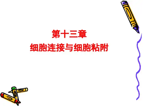 细胞生物学 第十三、十四章细胞连接、粘附及ECM