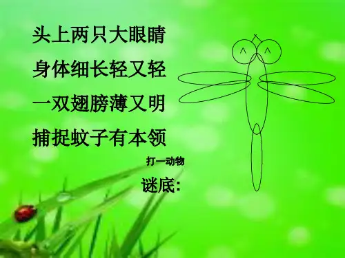 小蜻蜓课件