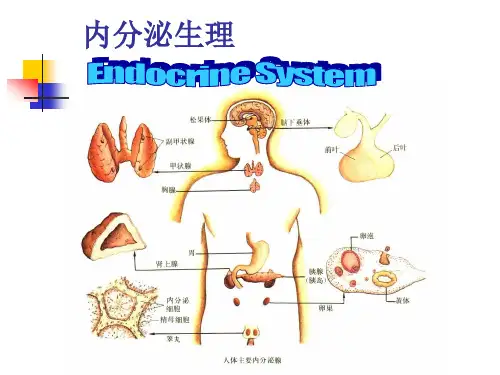 生理学课件_内分泌