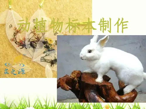 动植物标本的制作