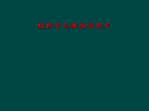 组织学与胚胎学图片