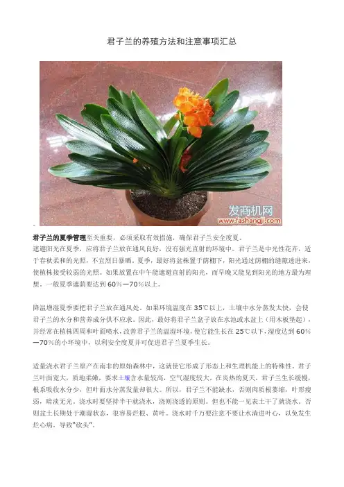 君子兰的养殖方法和注意