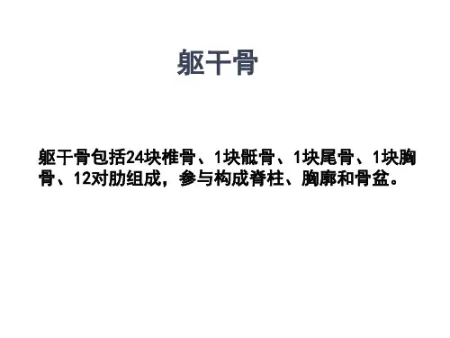 躯干骨及连结详解
