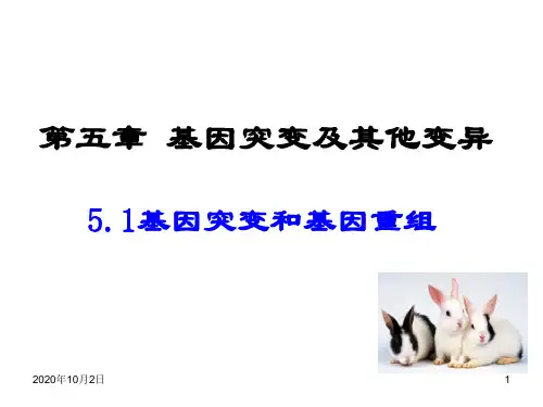 基因突变-医学遗传学精品PPT教学课件