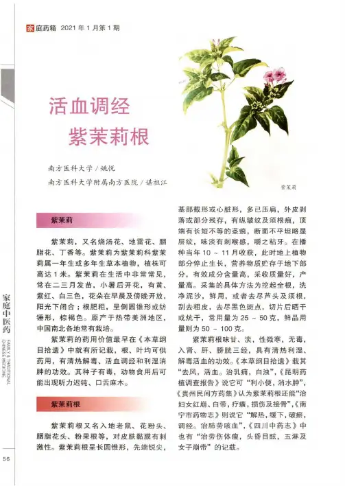 活血调经紫茉莉根