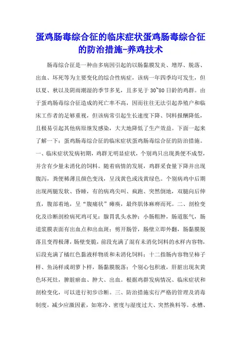 蛋鸡肠毒综合征的临床症状 蛋鸡肠毒综合征的防治措施 - 养鸡技术