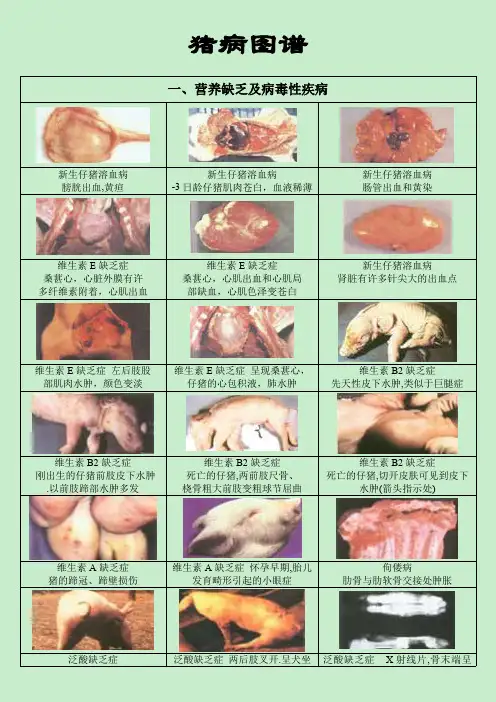 猪病图谱