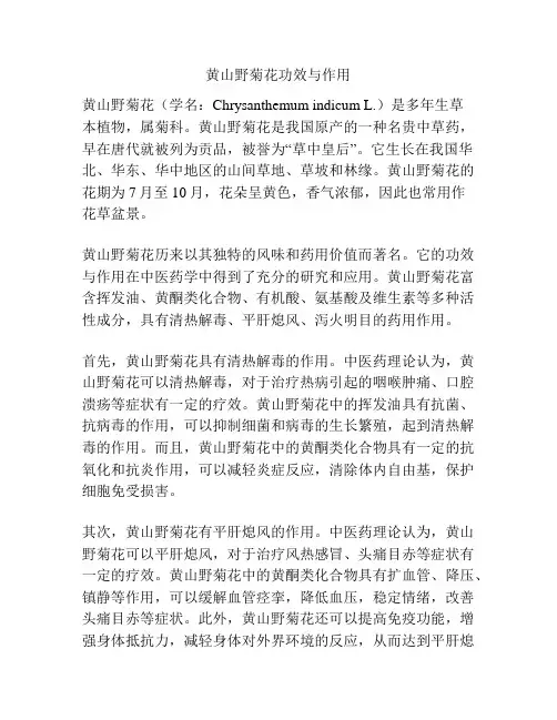 黄山野菊花功效与作用