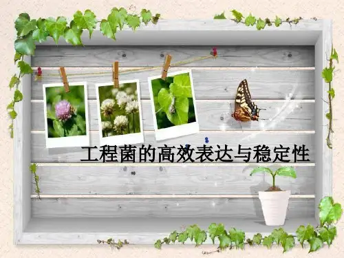 工程菌的高效表达与稳定性