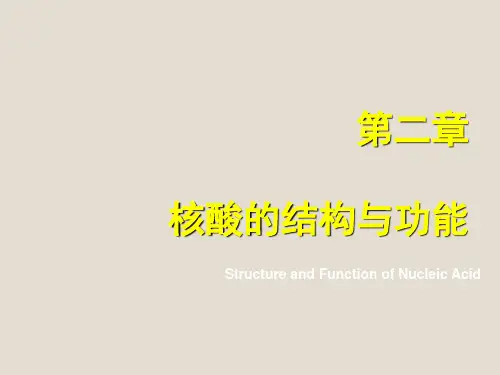 核酸的结构与功能ppt课件