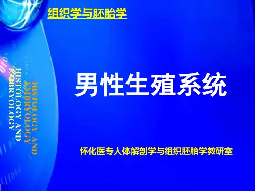 男生系统ppt课件