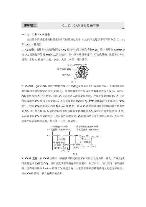 2023届高中生物新教材同步必修第一册 第5章 微专题三 C3、C4、CAM植物及光呼吸