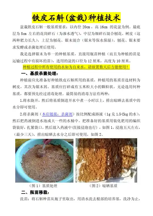 图解怎样繁殖铁皮石斛
