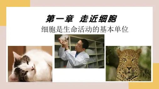 细胞是生命活动的基本单位课件2022-2023学年高一上学期生物人教版必修1