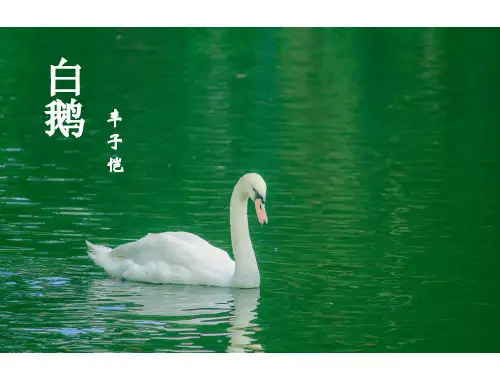 四年级语文下册- 白鹅 【部编版】ppt-演示课件