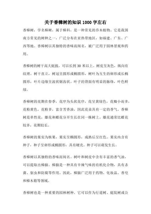 关于香樟树的知识1000字左右