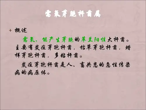 需氧芽胞杆菌属
