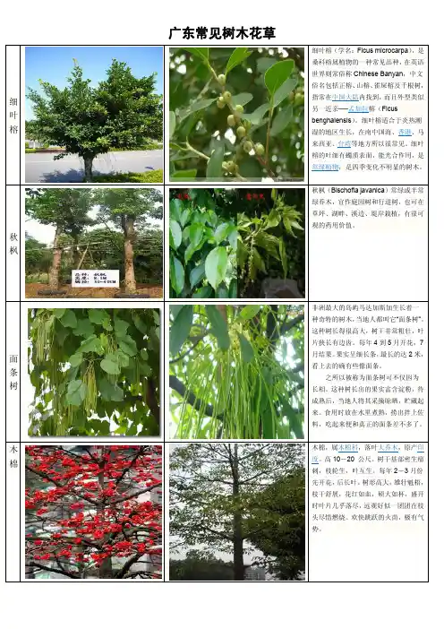 广东常见树木花草(个人整理)