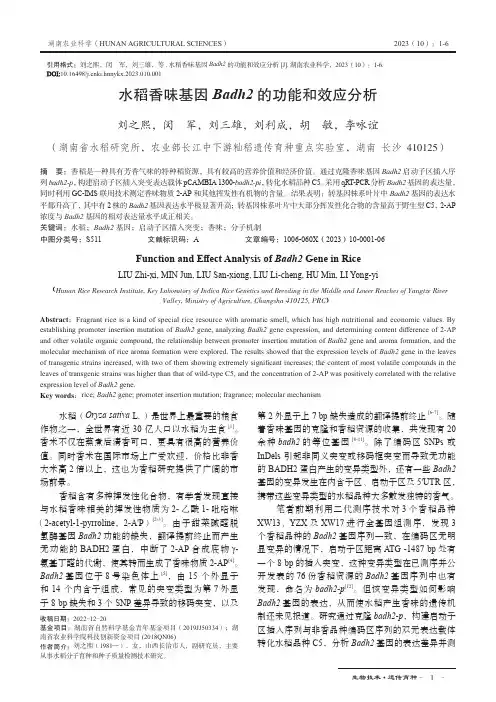 水稻香味基因Badh2_的功能和效应分析