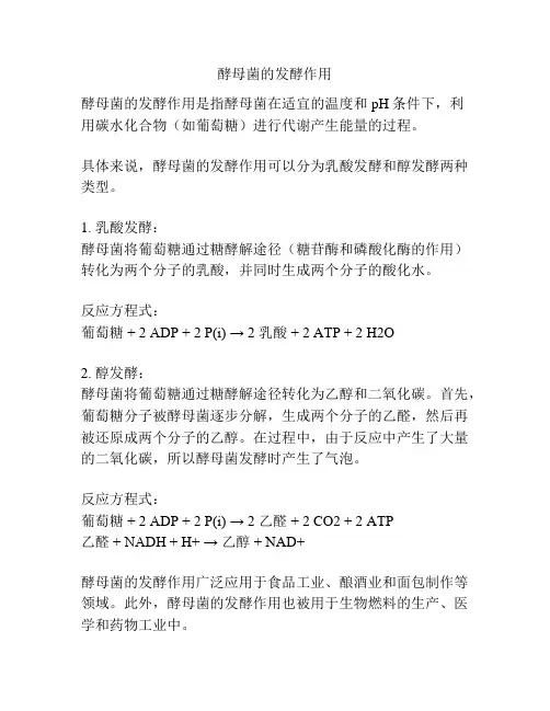 酵母菌的发酵作用
