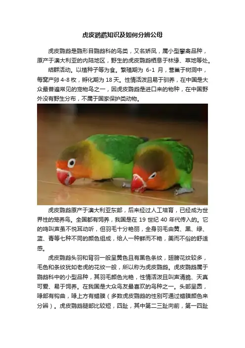 虎皮鹦鹉知识及如何分辨公母