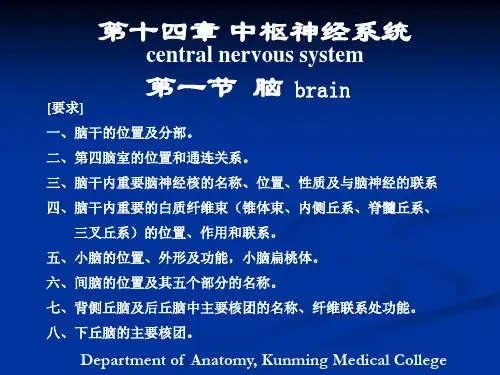 昆医系统解剖学课件-脑干、小脑、间脑