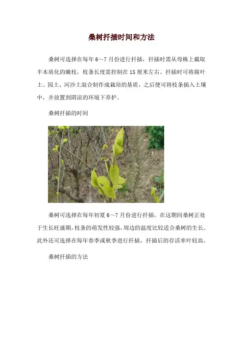 桑树扦插时间和方法