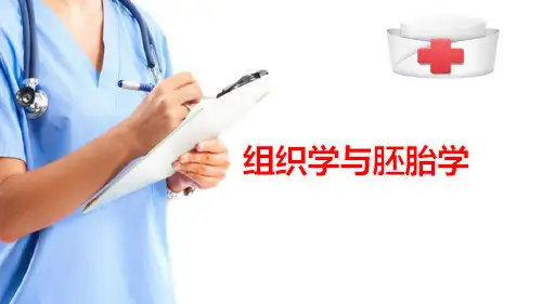 呼吸系统—呼吸道(组织胚胎学课件)
