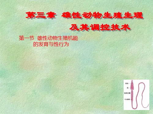 第三章 雄性动物生殖生理及其调控技术