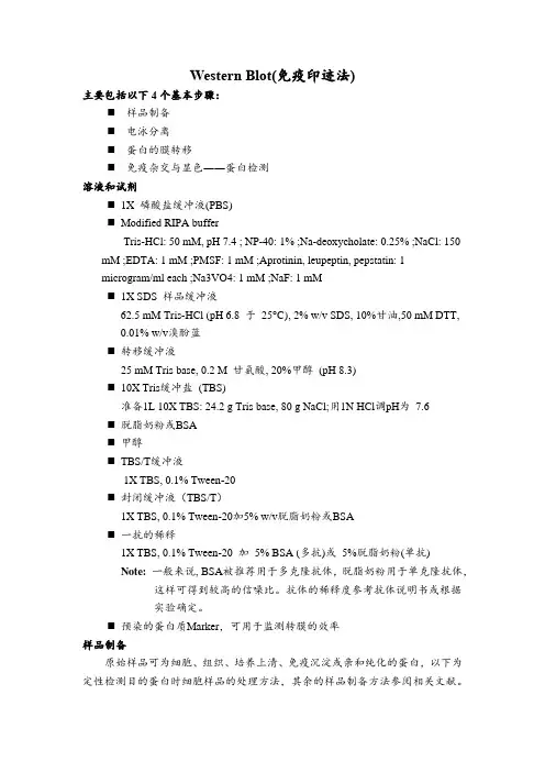 Western Blot(免疫印迹法)