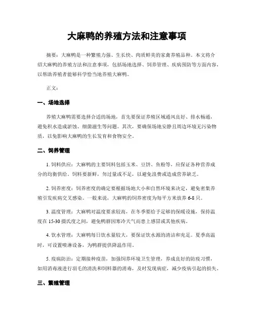 大麻鸭的养殖方法和注意事项