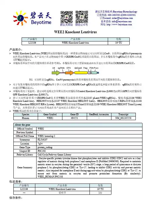 苯云天WEE2敲除慢病毒说明书