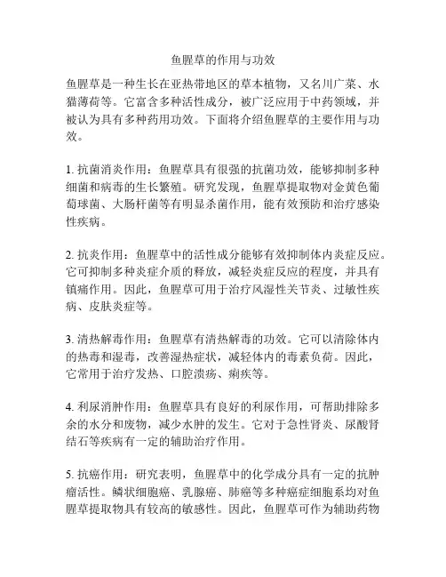 鱼腥草的作用与功效