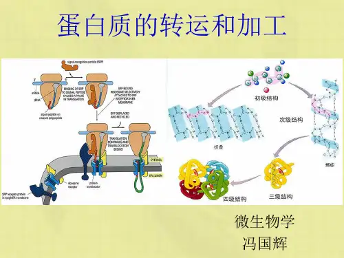 蛋白质的转运和加工