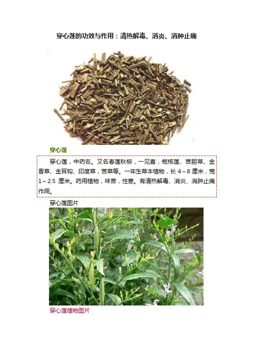 穿心莲的功效与作用：清热解毒、消炎、消肿止痛