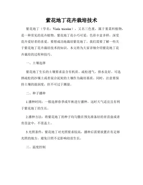 紫花地丁花卉栽培技术