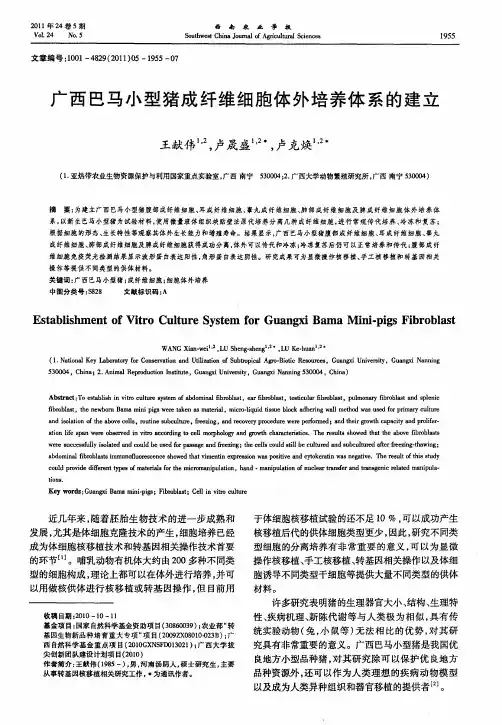 广西巴马小型猪成纤维细胞体外培养体系的建立