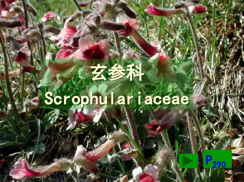 药用植物学-玄参科